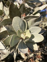 Conocarpus erectus sericeus