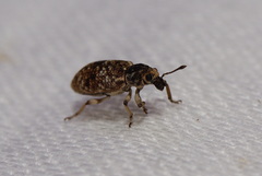 Pelororhinus transversus