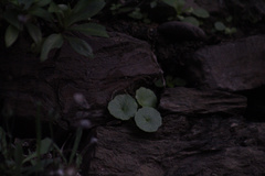 Umbilicus rupestris