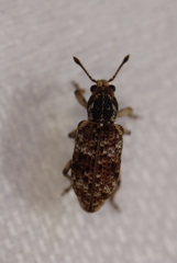 Pelororhinus transversus