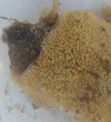 Botryllus