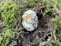 Amanita orientigemmata