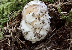 Amanita orientigemmata