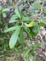 Sideroxylon celastrinum