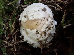 Amanita orientigemmata
