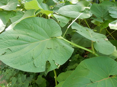 Piper auritum