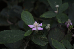 Rubus ulmifolius