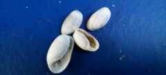 Bulla occidentalis