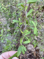 Sideroxylon celastrinum