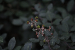 Rubus ulmifolius