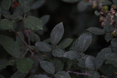 Rubus ulmifolius
