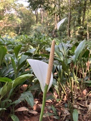 Spathiphyllum wallisii