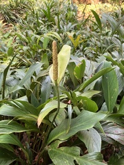 Spathiphyllum wallisii
