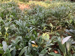 Spathiphyllum wallisii