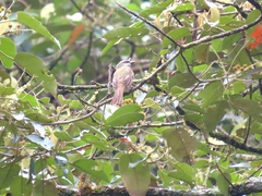Myiodynastes hemichrysus