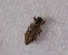 Pelororhinus transversus