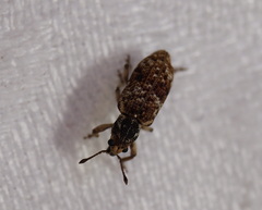 Pelororhinus transversus