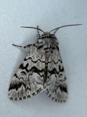 Panthea acronyctoides