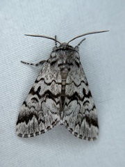 Panthea acronyctoides