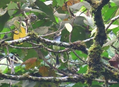 Myiarchus cephalotes