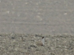 Pterocles orientalis