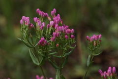 Centaurium erythraea erythraea