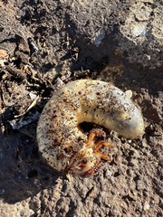 Strategus aloeus