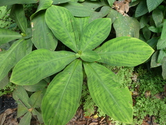 Costus malortieanus