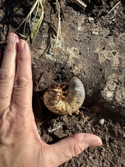 Strategus aloeus