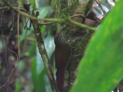 Lepidocolaptes lacrymiger