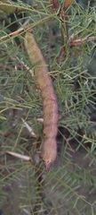 Prosopis denudans