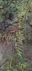 Prosopis denudans