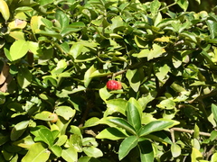 Malpighia emarginata