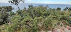 Prosopis denudans
