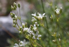 Cerastium gnaphalodes