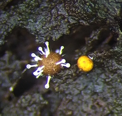 Polycephalomyces tomentosus
