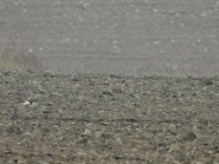 Pterocles orientalis