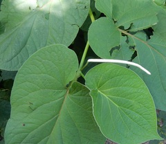Piper auritum