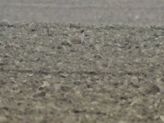 Pterocles orientalis