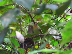 Leptopogon rufipectus