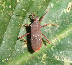 Leptoscelis quadrisignatus