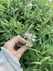 Symphyotrichum simmondsii
