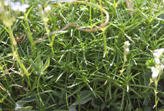 Cerastium gnaphalodes