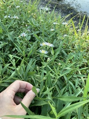 Symphyotrichum simmondsii