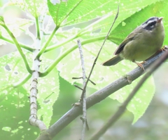 Basileuterus tristriatus