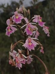 Epidendrum calanthum