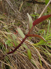 Epidendrum calanthum