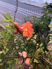Punica