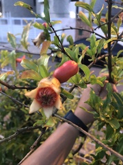 Punica