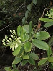 Marcgraviastrum mixtum